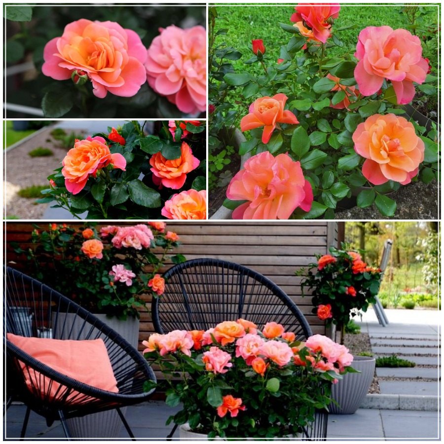 Sugar Candy Rose róża miniaturowa